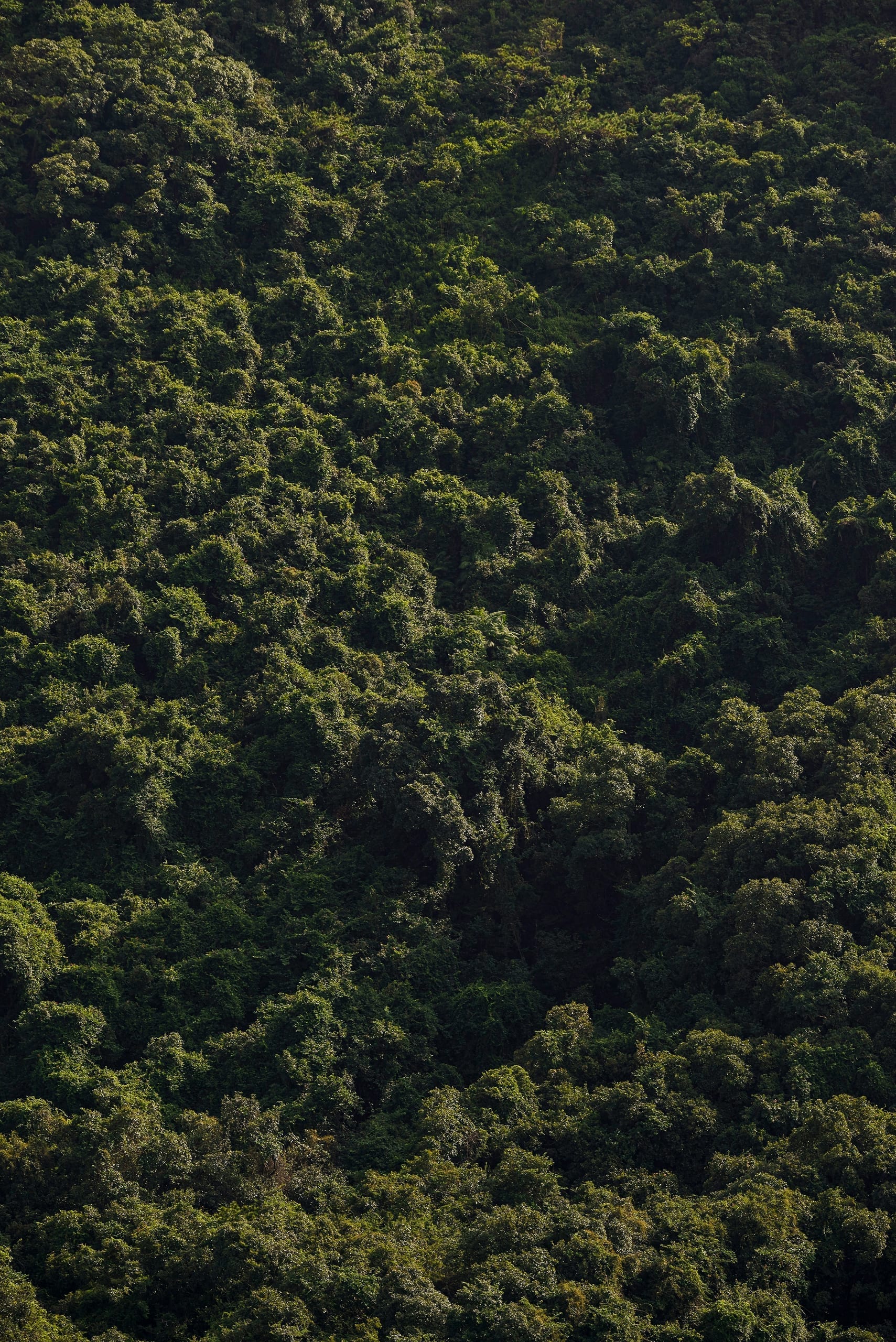 A forest canopy